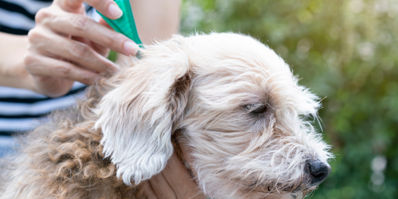 flea season, ticks and fleas, flea preventative, dogs and fleas, cats and fleas, flea infestation, veterinary, emergency vet, Minnesota veterinarian, Animal Emergency & Referral Center of Minnesota