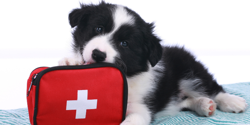 emergency vet, dog emergency, dog owners, tips from emergency vet, er vet, Minnesota emergency vet, Twin Cities emergency vet, Animal Emergency Hospital & Referral Center of Minnesota
