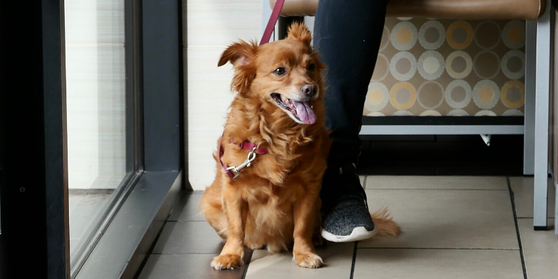 emergency vet, dog emergency, dog owners, tips from emergency vet, er vet, Minnesota emergency vet, Twin Cities emergency vet, Animal Emergency Hospital & Referral Center of Minnesota