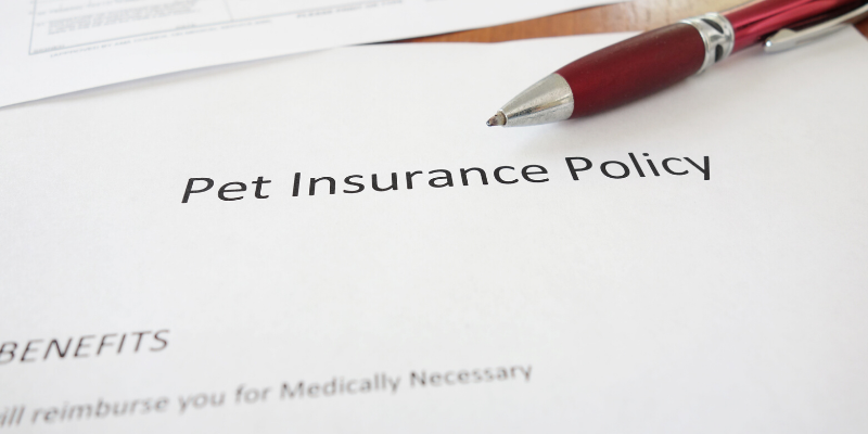 emergency vet, dog emergency, dog owners, tips from emergency vet, er vet, Minnesota emergency vet, Twin Cities emergency vet, Animal Emergency Hospital & Referral Center of Minnesota