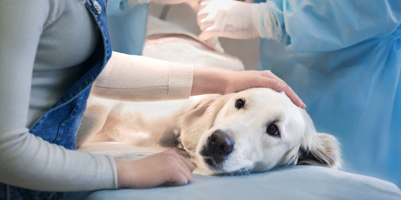 emergency vet, dog emergency, dog owners, tips from emergency vet, er vet, Minnesota emergency vet, Twin Cities emergency vet, Animal Emergency Hospital & Referral Center of Minnesota