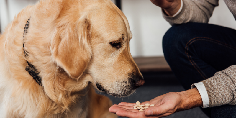 emergency vet, dog emergency, dog owners, tips from emergency vet, er vet, Minnesota emergency vet, Twin Cities emergency vet, Animal Emergency Hospital & Referral Center of Minnesota