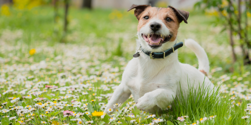 spring pet toxins, spring toxins, pet safety, pet health, Animal Emergency & Referral Center of Minnesota, AERC, aercmn, AERC Oakdale, pet emergency, Twin Cities emergency vet