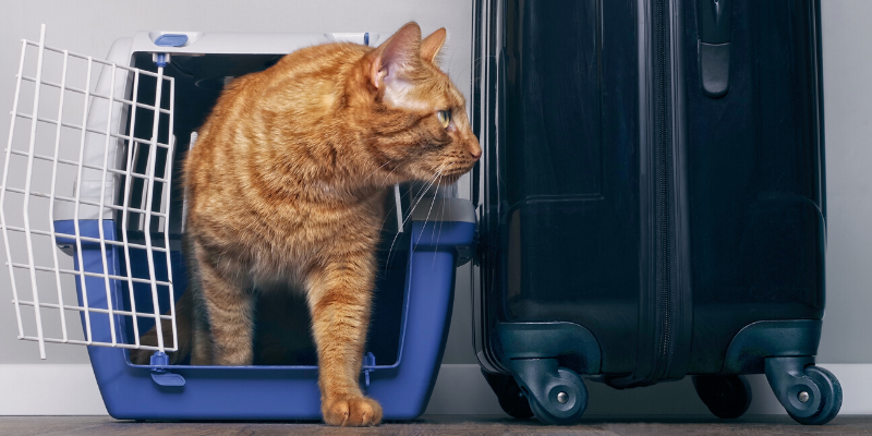 spring pet toxins, spring toxins, pet safety, pet health, Animal Emergency & Referral Center of Minnesota, AERC, aercmn, AERC Oakdale, pet emergency, Twin Cities emergency vet