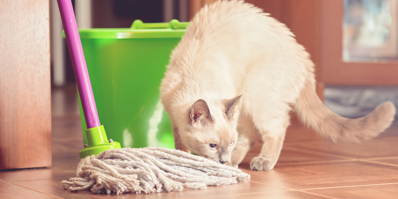 spring pet toxins, spring toxins, pet safety, pet health, Animal Emergency & Referral Center of Minnesota, AERC, aercmn, AERC Oakdale, pet emergency, Twin Cities emergency vet