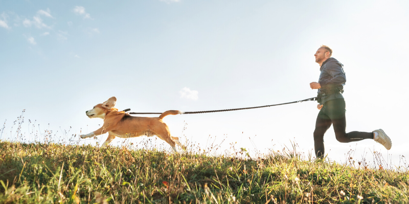 spring pet toxins, spring toxins, pet safety, pet health, Animal Emergency & Referral Center of Minnesota, AERC, aercmn, AERC Oakdale, pet emergency, Twin Cities emergency vet