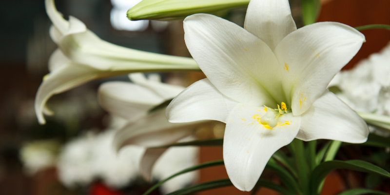 spring pet toxins, spring toxins, pet safety, pet health, Animal Emergency & Referral Center of Minnesota, AERC, aercmn, AERC Oakdale, pet emergency, Twin Cities emergency vet