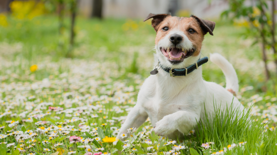 Preparing Your Pets for Spring: 5 Things Pet Owners Need to Consider