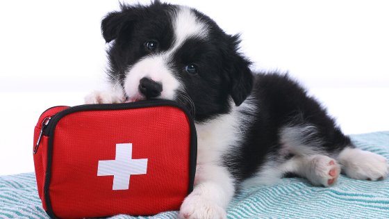 5 Things Emergency Vets Want Dog Owners to Know