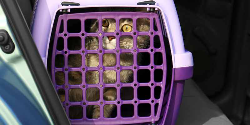 injured pets, emergency vet, Twin Cities emergency vet, transporting injured pets, critical pets, pet owners, Animal Emergency & Referral Center of Minnesota