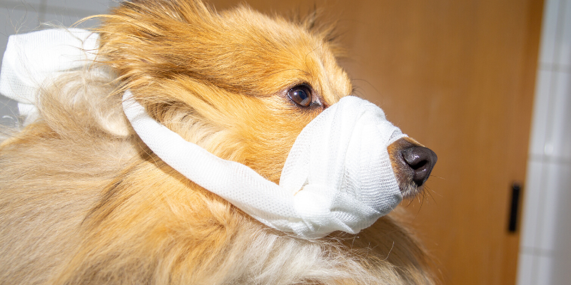 injured pets, emergency vet, Twin Cities emergency vet, transporting injured pets, critical pets, pet owners, Animal Emergency & Referral Center of Minnesota