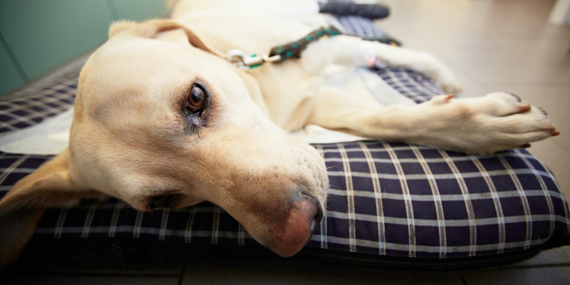 injured pets, emergency vet, Twin Cities emergency vet, transporting injured pets, critical pets, pet owners, Animal Emergency & Referral Center of Minnesota