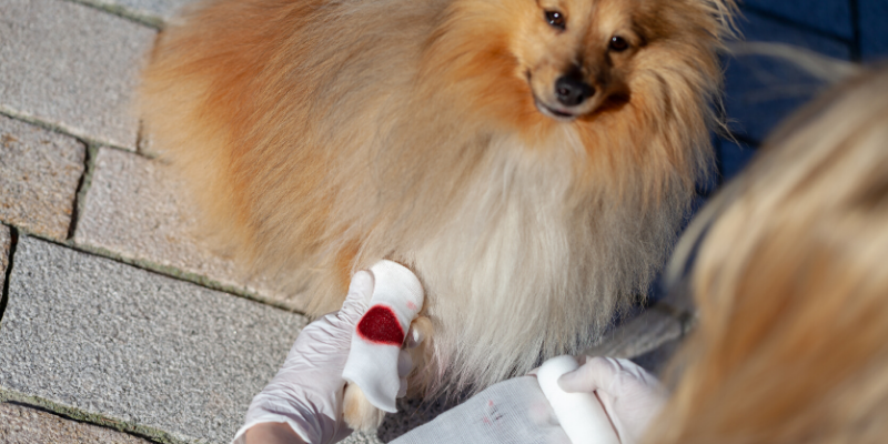 injured pets, emergency vet, Twin Cities emergency vet, transporting injured pets, critical pets, pet owners, Animal Emergency & Referral Center of Minnesota