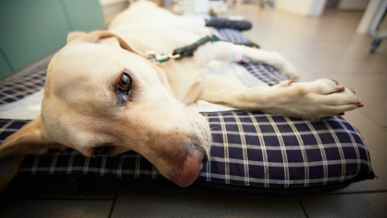 Tips for Transporting Pets to the Animal Emergency Hospital