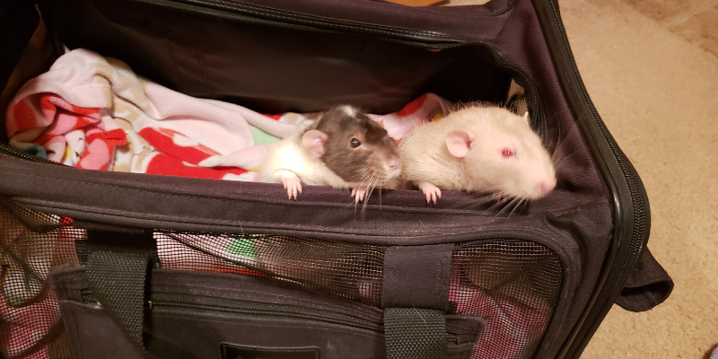 injured pets, emergency vet, Twin Cities emergency vet, transporting injured pets, critical pets, pet owners, Animal Emergency & Referral Center of Minnesota