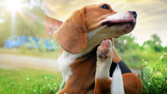 What to Do If Your Pet Has Fleas