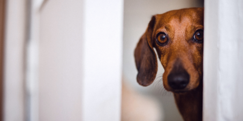 Animal Human Bond Social Worker, calm, relieving stress, relieving anxiety, COVID-19, coronavirus, social distancing, pandemic, Minnesota, Animal Emergency & Referral Center of Minnesota