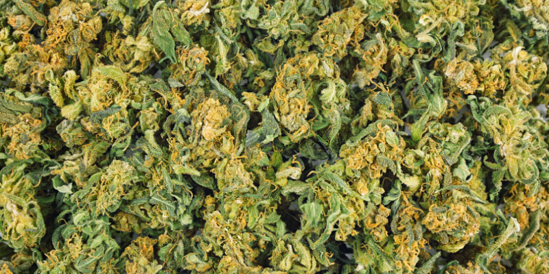 marijuana toxicity in pets, marijuana exposure, marijuana poisoning in pets, veterinary, veterinary clinic, Minnesota animal hospital, pet emergency, Animal Emergency & Referral Center of Minnesota