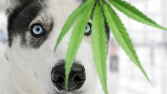 Marijuana Poisoning in Pets: Part I