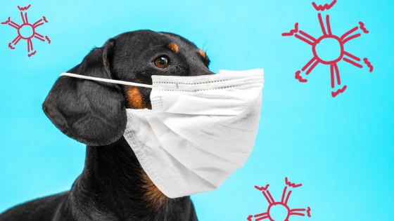 Veterinary Care During the Pandemic: What Pet Owners Should Expect