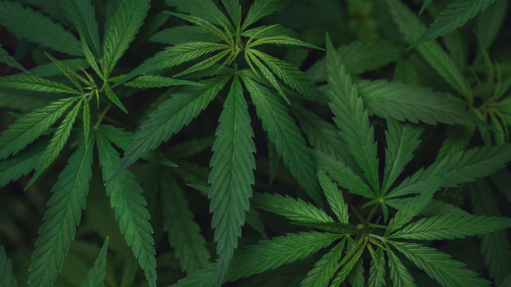 Marijuana Poisoning in Pets: Part II