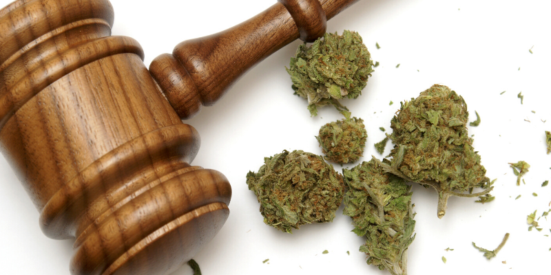 marijuana toxicity in pets, marijuana exposure, marijuana poisoning in pets, veterinary, veterinary clinic, Minnesota animal hospital, pet emergency, Animal Emergency & Referral Center of Minnesota