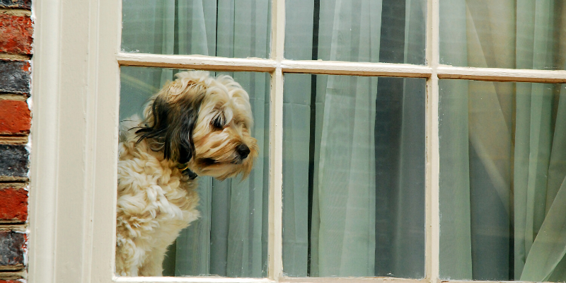 dog, window, pets, pet health, separation anxiety, returning to work, Animal Emergency & Referral Center of Minnesota, pet safety, Twin Cities animal hospital, Twin Cities veterinary clinic, Minnesota animal hospital
