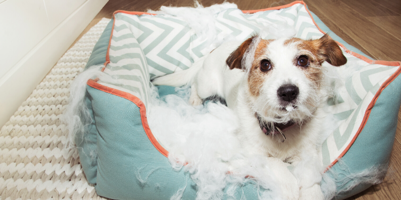 dog, mess, behavior, pets, pet health, separation anxiety, returning to work, Animal Emergency & Referral Center of Minnesota, pet safety, Twin Cities animal hospital, Twin Cities veterinary clinic, Minnesota animal hospital