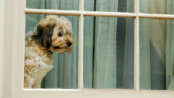 Going Back to Work after Shelter-in-Place? 3 Tips on How to Prep Your Pet