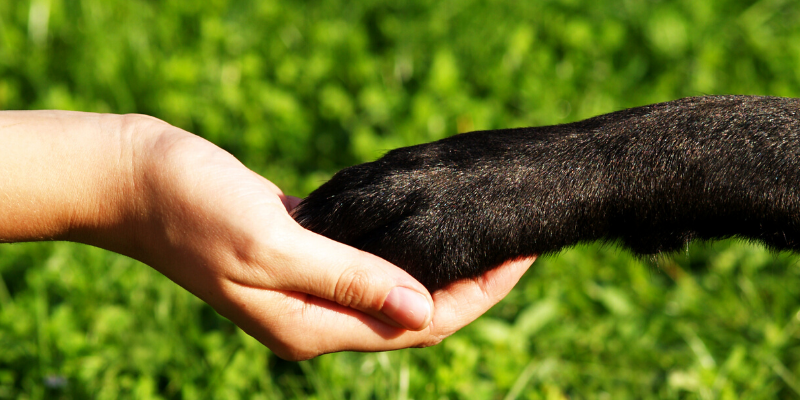 paw, hand, support, shop local, support local, locally-owned veterinary clinic, family veterinarian, family vet, Minnesota veterinary clinics, Minnesota animal hospital, Twin Cities veterinary clinics, Saint Paul veterinary clinics, veterinary care, pets, pet owners, support local veterinarians 
