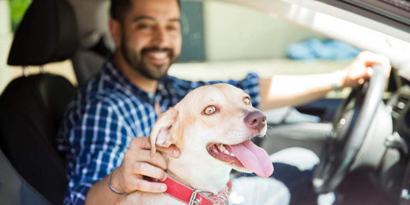 veterinary care, pandemic, emergency veterinary care, animal hospital, pet owners, pet health, Animal Emergency & Referral Center of Minnesota, Saint Paul veterinary emergency hospital, Twin Cities animal emergency hospital