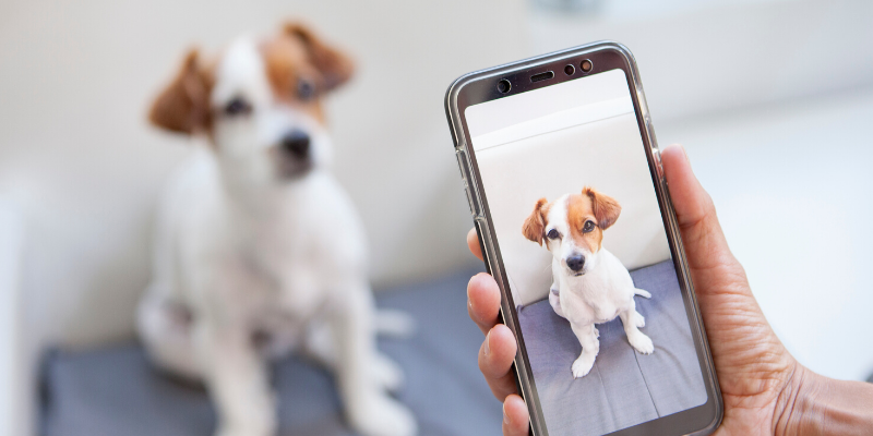 veterinary care, pandemic, emergency veterinary care, animal hospital, pet owners, pet health, Animal Emergency & Referral Center of Minnesota, Saint Paul veterinary emergency hospital, Twin Cities animal emergency hospital