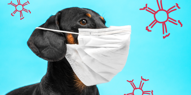 veterinary care, pandemic, emergency veterinary care, animal hospital, pet owners, pet health, Animal Emergency & Referral Center of Minnesota, Saint Paul veterinary emergency hospital, Twin Cities animal emergency hospital