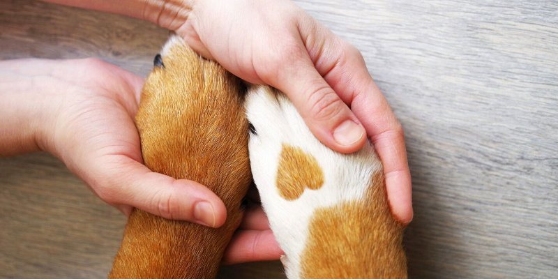 veterinary care, pandemic, emergency veterinary care, animal hospital, pet owners, pet health, Animal Emergency & Referral Center of Minnesota, Saint Paul veterinary emergency hospital, Twin Cities animal emergency hospital