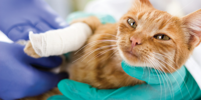 veterinary care, pandemic, emergency veterinary care, animal hospital, pet owners, pet health, Animal Emergency & Referral Center of Minnesota, Saint Paul veterinary emergency hospital, Twin Cities animal emergency hospital