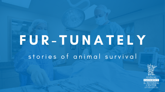 Fur-Tunately, animal survival, emergency vet, emergency veterinarian, Twin Cities emergency vet, Minnesota emergency vet, pet stories, animal emergency cases, pet owners, Animal Emergency & Referral Center of Minnesota