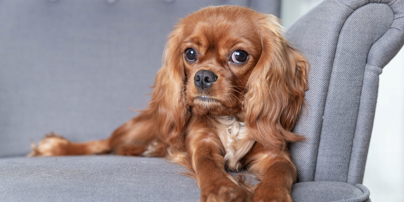 cardiology, veterinary cardiology, Resting Respiratory Rate, pet health, Animal Emergency & Referral Center of Minnesota, board-certified veterinary cardiologist, veterinary cardiologist, Cardiology Service