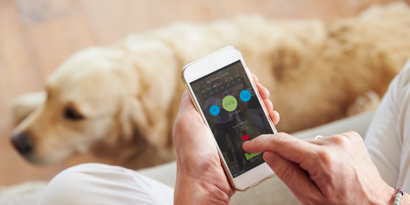 cardiology, veterinary cardiology, Resting Respiratory Rate, pet health, Animal Emergency & Referral Center of Minnesota, board-certified veterinary cardiologist, veterinary cardiologist, Cardiology Service