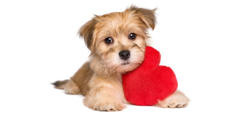 cardiology, veterinary cardiology, Resting Respiratory Rate, pet health, Animal Emergency & Referral Center of Minnesota, board-certified veterinary cardiologist, veterinary cardiologist, Cardiology Service