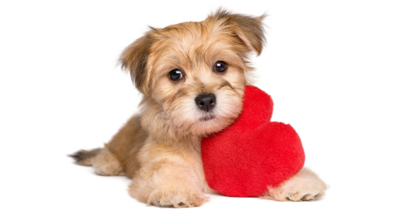 Measuring Your Pet’s Resting Respiratory Rate at Home