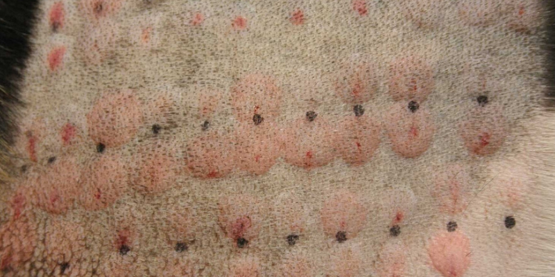 skin testing, allergies in pets, itchy pets, veterinary dermatology, board-certified veterinary dermatologist, itchy pets, pet health, pet skin, pet dermatology, Animal Emergency & Referral Center of Minnesota.