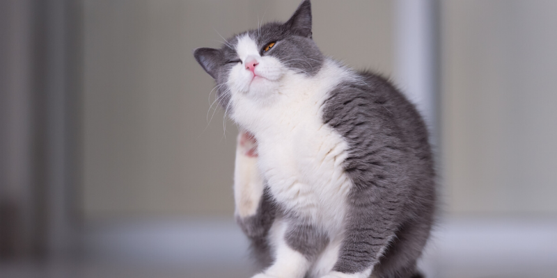 cat, itching, itchy cat, allergies in pets, itchy pets, veterinary dermatology, board-certified veterinary dermatologist, itchy pets, pet health, pet skin, pet dermatology, Animal Emergency & Referral Center of Minnesota.