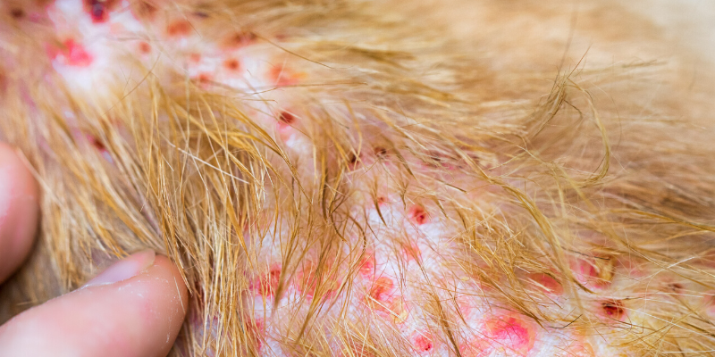 irritated skin, skin disease, dermatitis, pet allergies, allergies in pets, veterinary dermatology, board-certified veterinary dermatologist, itchy pets, pet health, pet skin, pet dermatology, Animal Emergency & Referral Center of Minnesota.