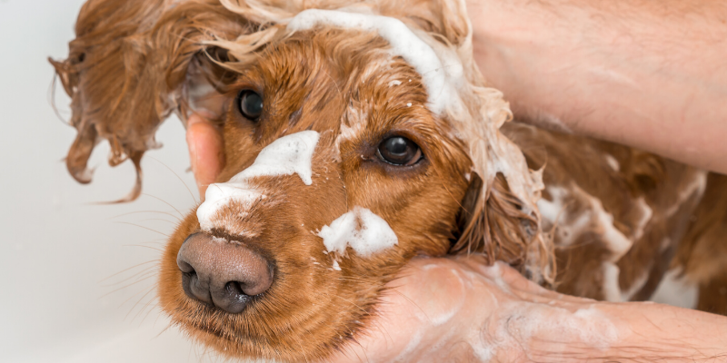 dog, bath, veterinary dermatology, board-certified veterinary dermatologist, itchy pets, pet health, pet skin, pet dermatology, Animal Emergency & Referral Center of Minnesota