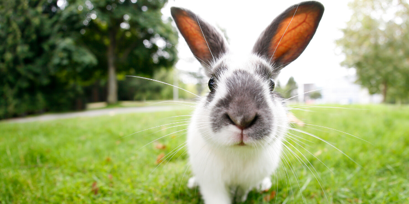 wild rabbit, field, Rabbit Hemorrhagic Disease Virus (RHDV), rabbits, rabbit owners, board-certified veterinarian, Animal Emergency & Referral Center of Minnesota, veterinary