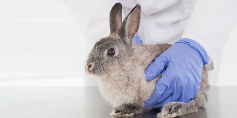 pet rabbit, veterinary exam, Rabbit Hemorrhagic Disease Virus (RHDV), rabbits, rabbit owners, board-certified veterinarian, Animal Emergency & Referral Center of Minnesota, veterinary