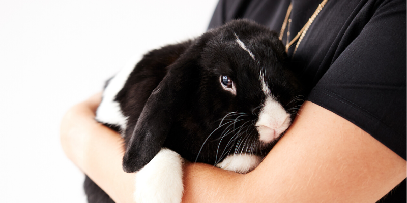 pet rabbit, veterinary exam, Rabbit Hemorrhagic Disease Virus (RHDV), rabbits, rabbit owners, board-certified veterinarian, Animal Emergency & Referral Center of Minnesota, veterinary