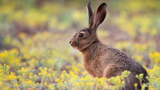 Six Things Rabbit Owners Need to Know about Rabbit Hemorrhagic Disease Virus (RHDV)