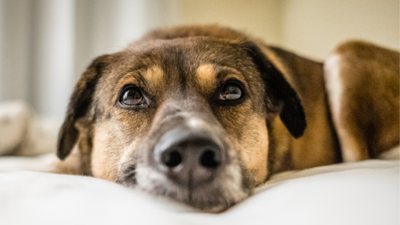 Stay-At-Home Boredom Busters for Dogs