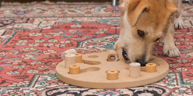 dog puzzle, treat puzzle, boredom busters, dog boredom busters, boredom busters for dogs, dog activities, dog enrichment activities, Optimal Canine, Animal Emergency & Referral Center of Minnesota, dog brain games